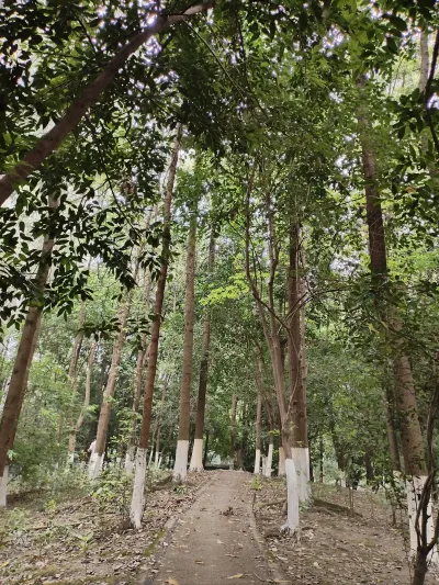 店内林间小道，两旁是高大的树木
