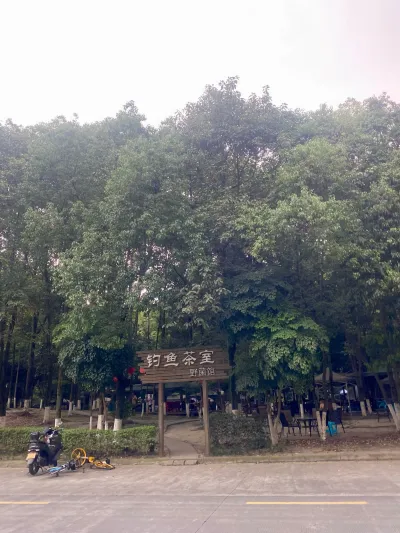 钓鱼茶室野菌馆门口的木质招牌与林荫入口，绿树成荫