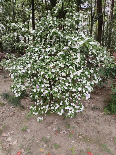 庭院里盛开的花木