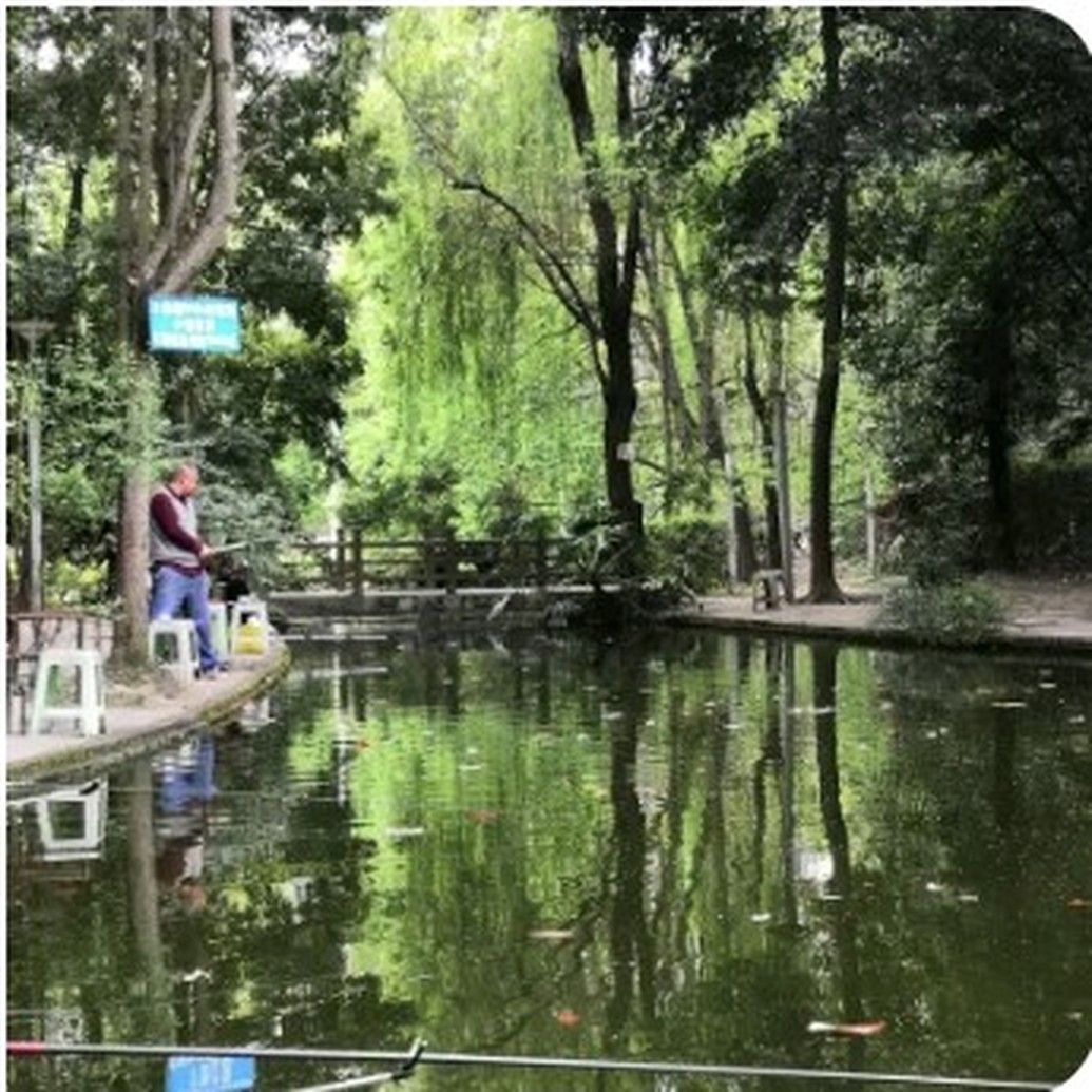 垂柳倒映在鱼塘水面，塘边一位客人正在垂钓