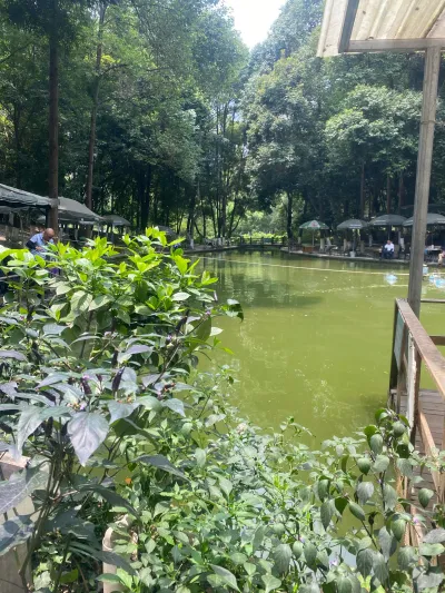 从茶座望向鱼塘，水面倒映着四周的大树