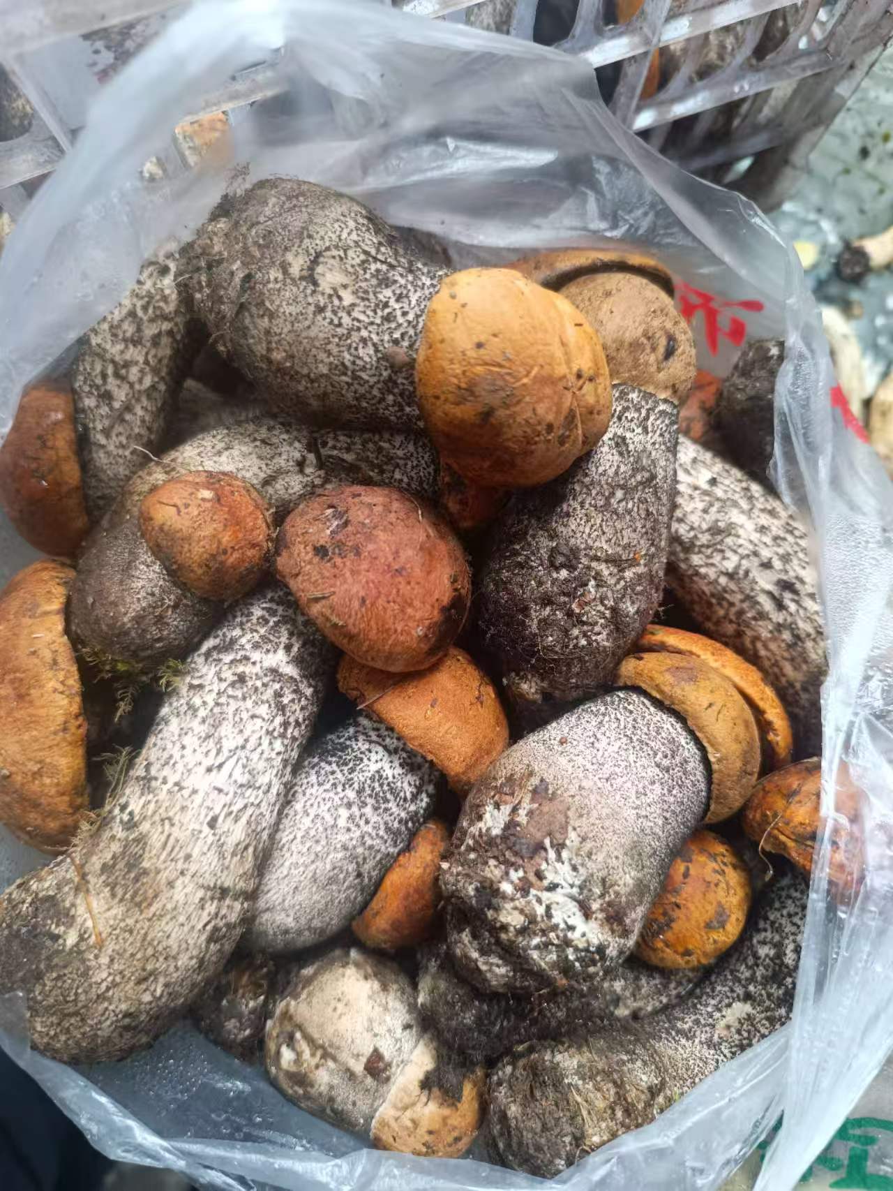 编织袋里装满带泥的野生菌，红牛肝、老人头等菌种混装，产地现场打包