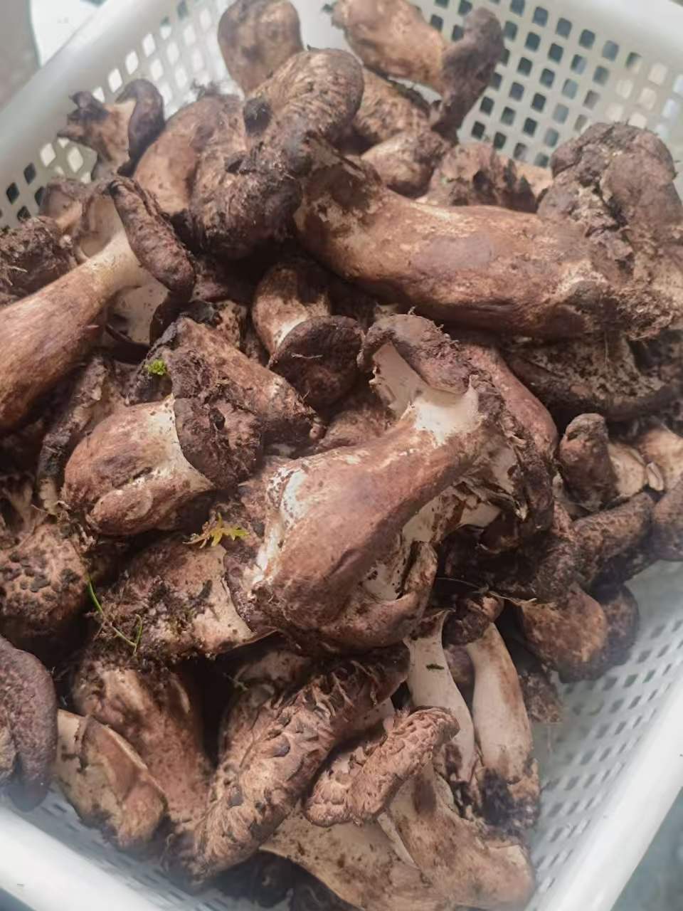 白色塑料筐里装满带泥的老人头菌,产地分拣现场实拍