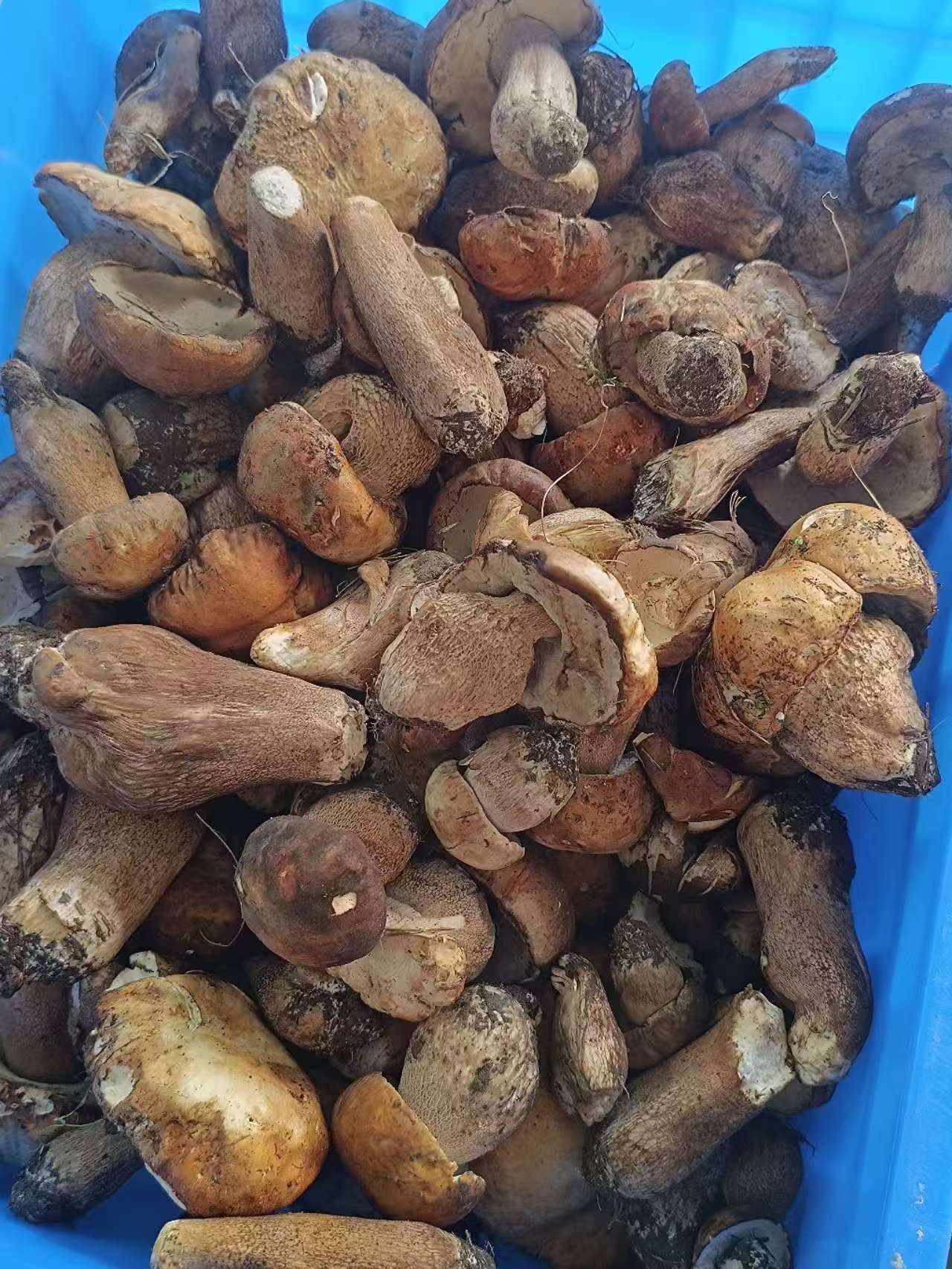 整筐刚采摘的牛肝菌，带着高原泥土，堆放在蓝色塑料筐里