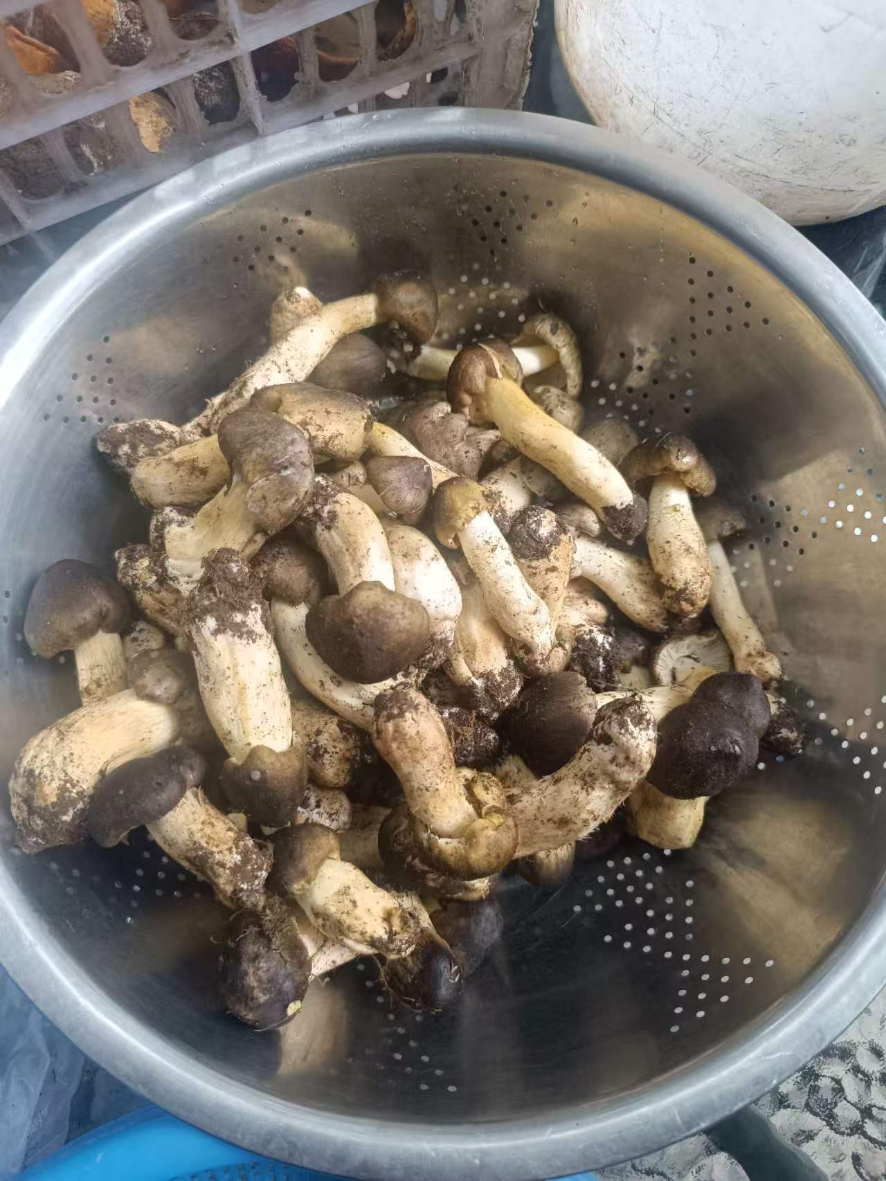 不锈钢盆里刚清洗过一遍的野生菌,菌柄雪白,还带着高原泥点