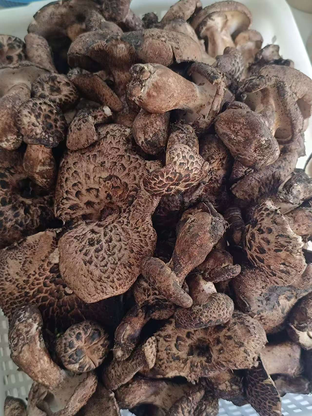羊肚菌类野生菌堆叠特写,菌盖表面呈蜂窝状纹理